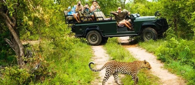 safari green jeep with leopard